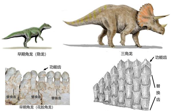 早期角龙(左)和三角龙(右)复原图及下颌牙齿形态对比图。(受访者供图)