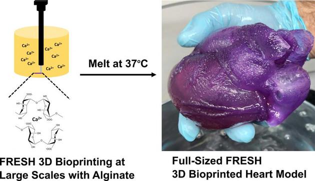 当打印完毕，准备提取人工心脏时，范伯格所要做的就是将浴液升高到体温，融化支撑凝胶，只留下3D打印结构