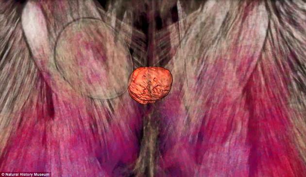 这一特写图像显示柳叶刀肝吸虫如何潜伏在蚂蚁控制嘴部的大脑区域，图中红色大脑区域受该寄生虫的影响。