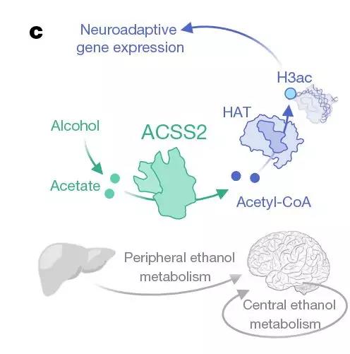 酒精和乙酸盐在酶ACSS2的作用下，均能直接导致组蛋白的乙酰化，影响大脑基因的表达。
