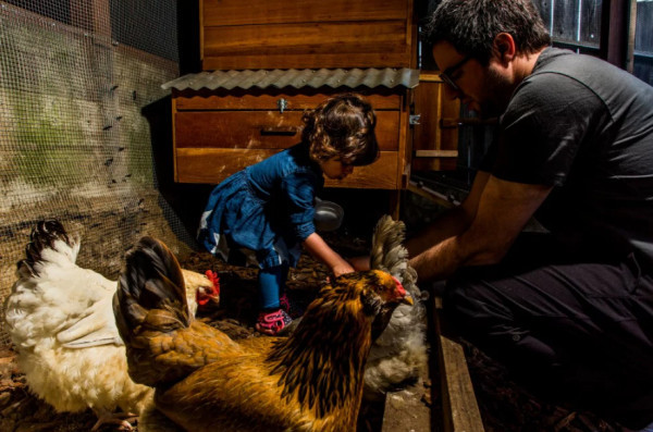 马特·范·霍恩和他两岁的女儿萨蒂在鸡舍里喂鸡