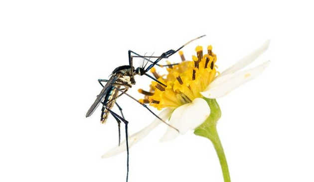 蚊子不仅仅是吸血的威胁。它们还为花朵授粉，有复杂的性生活，吞食其他携带疾病的蚊子