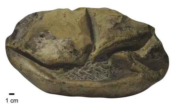 南极发现的软壳蛋化石，它被命名为Antarcticoolithus。| 图片来源：Legendre， L。 J。 et al。