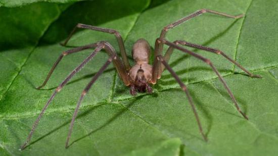 人类被棕色遁蛛（Loxosceles reclusa）叮咬的案例很多