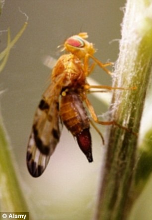 二裂果蝇(Drosophila bifurca)是果蝇科的一个物种