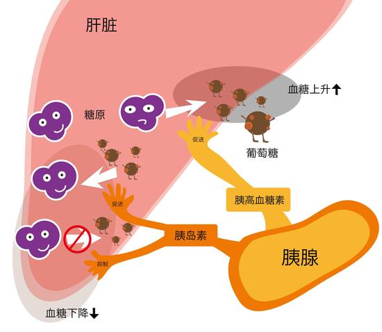 高血糖的原理是什么呢_高血糖吃什么食物好