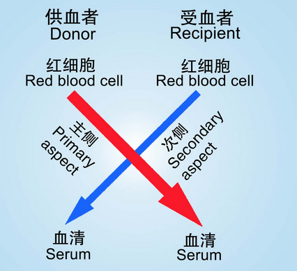 图2 最简单的器官移植抗原配型——交叉配血试验