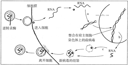 图3 病毒感染侵袭细胞过程