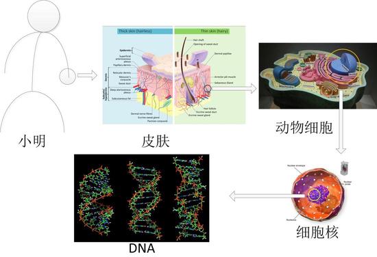 用超分辨显微成像看细胞:探索微观世界的神器