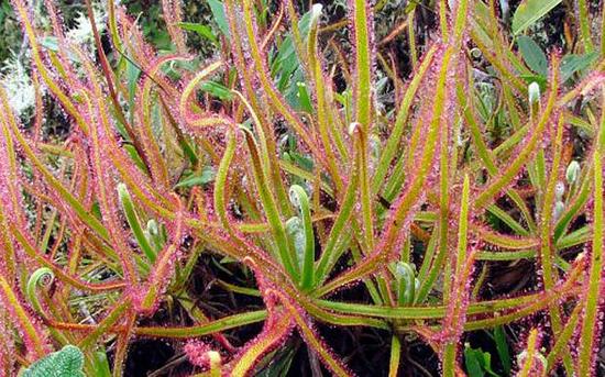 脸谱网上发现的新物种：Drosera magnifica