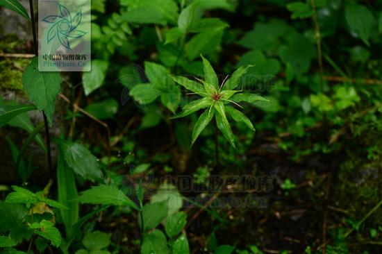 《芈月传》中救下嬴荡的七叶一枝花真存在吗