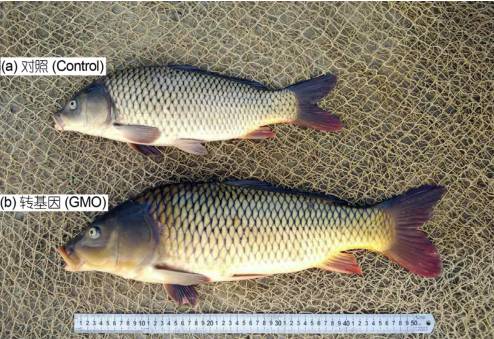 中国科学院水生生物所的转基因鲤鱼， 8 月龄的转基因鲤鱼(b)和对照非转基因鲤鱼(a)