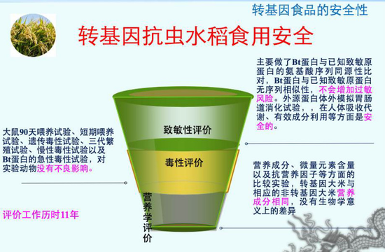 转基因水稻的安全性评价