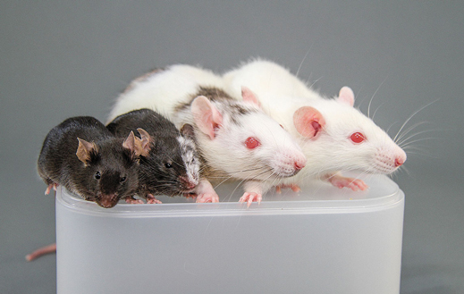 将一个物种的细胞注入另一物种的胚胎，会产生被称为“嵌合体”的动物。图中从左至右分别是普通的小鼠、嵌合部分大鼠细胞的小鼠、嵌合部分小鼠细胞的大鼠、白色大鼠。