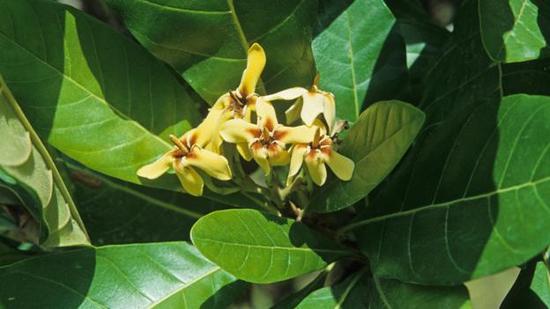 亚马逊的可怕传说:寄生鲇能否真的钻入尿道? 美洲格尼帕树(Genipa americana)的花
