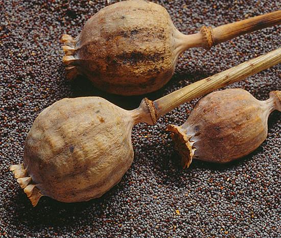 罂粟壳宝宝能吃吗