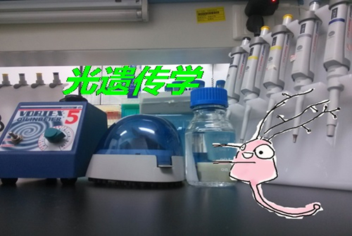 神经元君和他的实验室