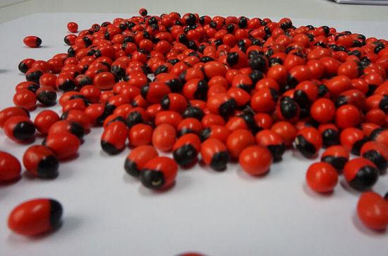 鸡母珠(图片来源:新加坡《联合早报》网站)