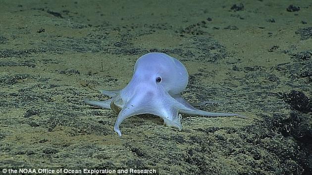NOAAġ̽ߡOkeanos Explorerſƿڼ䣬һ̨ΪߡңǱˮһЩͬѰĶһֻʯϵС㡣