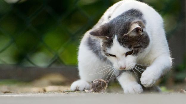 动物有时会玩弄猎物，似乎只是为了折磨它们