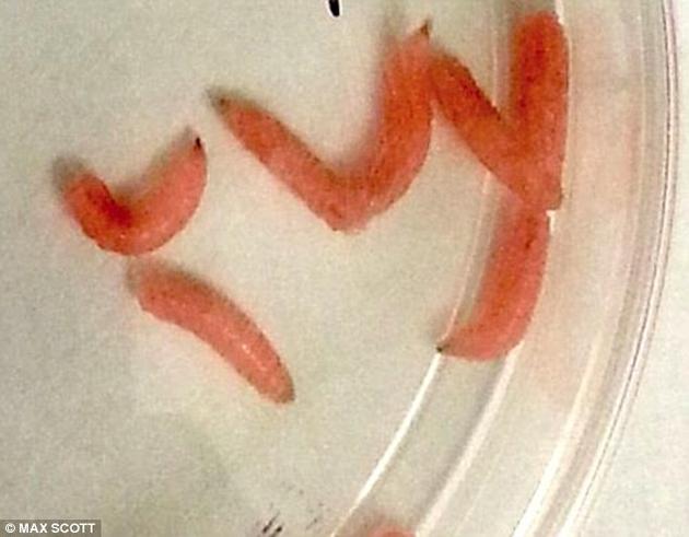 美国北卡罗来纳州立大学和新西兰梅西大学的研究者发现，经过基因工程改造的蛆虫能清洁无法愈合的伤口，并促进细胞生长。这一工作是利用一种人类生长因子而实现的，这些蛆虫在吞食死亡组织的过程中会分泌这种生长因子。