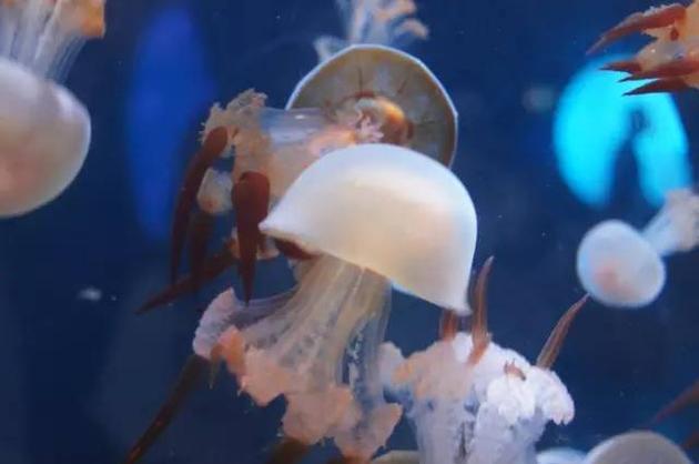 流言揭秘:你在市场买的海蜇是假的?