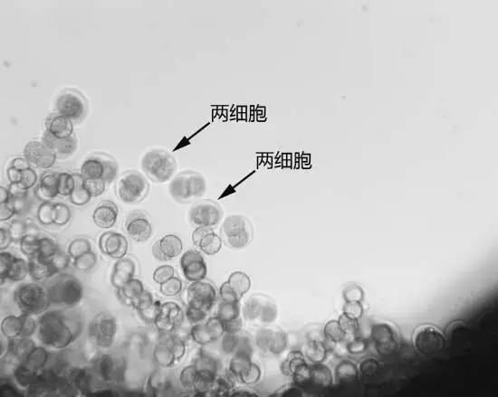 实践十号卫星发射前4小时的二细胞小鼠胚胎。图片来源：中科院动物研究所