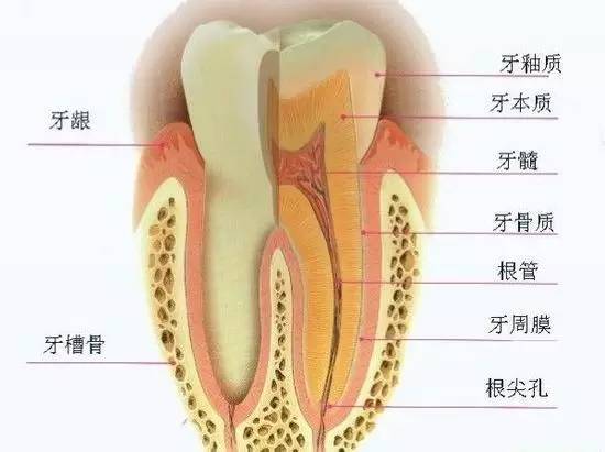 牙齿结构示意图