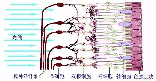 人体视网膜结构