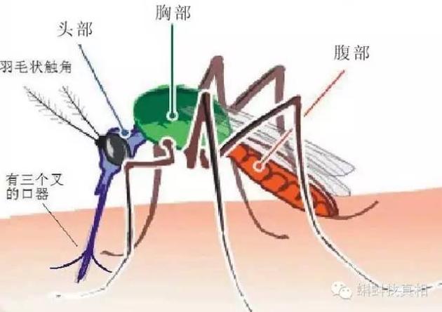 蚊子的身体结构