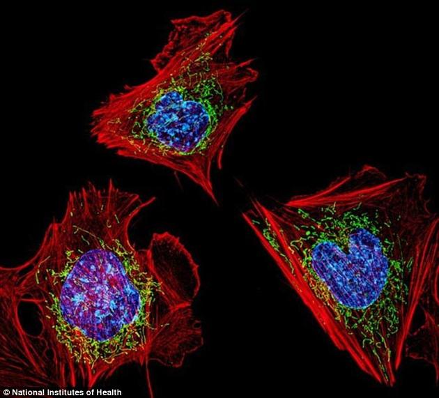小鼠的纤维组织母细胞，蓝色区域是含有DNA的细胞核，绿色点是数以千计的线粒体。