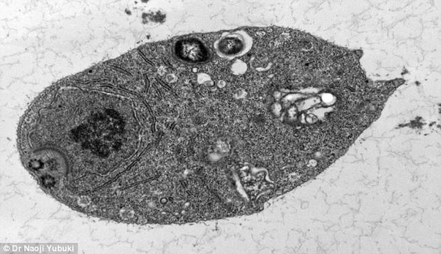 生物学家认为，类单鞭滴虫属并非一直没有线粒体，而是在演化过程中的某个节点失去了这些能量细胞器。