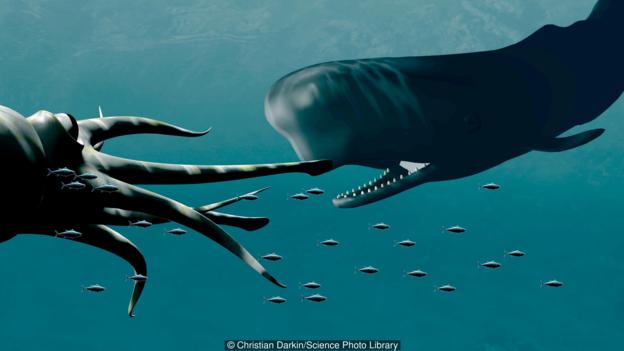 深海巨型鱿鱼能长到多长?巨乌贼体长能达20米