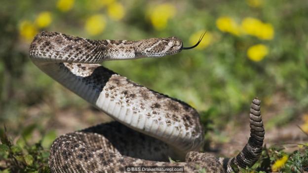 һⱳβ(ѧCrotalus atrox)