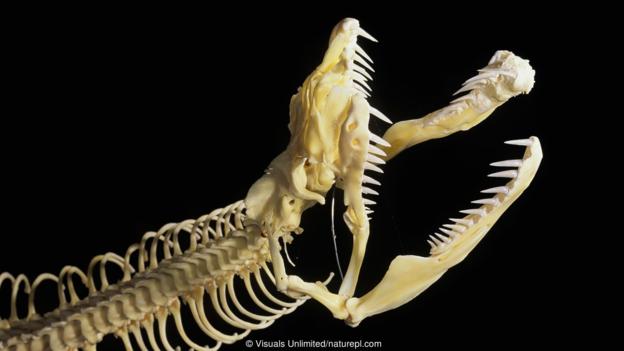 网纹蟒(学名:Python reticulatus)的头骨