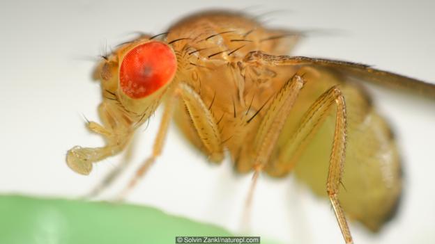 实验表明，果蝇可能知道它们何时会死亡。
