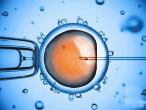 研究发现4个基因主导人类胚胎早期变化 (新浪科技配图)
