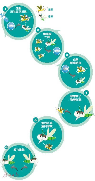 最大的蚊子:揭秘世界最大蚊子工厂:每周能生产300万只 成虫饲养区。