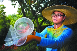 最大的蚊子:揭秘世界最大蚊子工厂:每周能生产300万只 广州南沙沙仔村,工作人员释放萝岗蚊子工厂生产的绝育雄蚊。