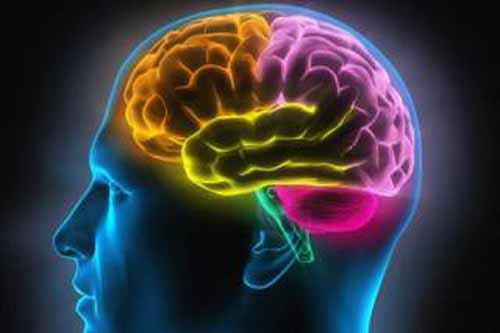 科学家发明首个人造“中脑” 或有助研究帕金森症 (新浪科技配图)
