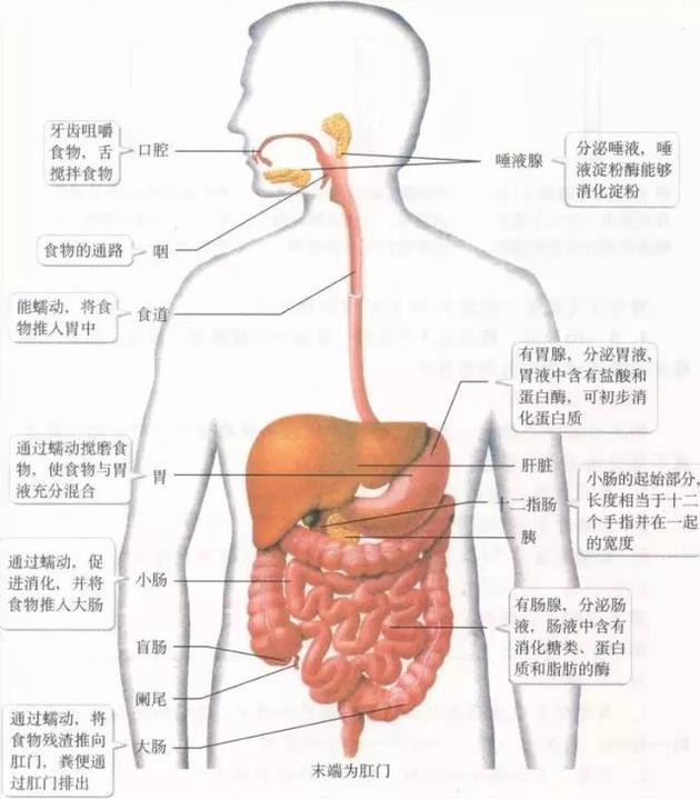 人体消化食物全过程