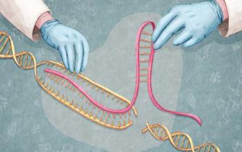 科学家10年内合成人类基因组: 基因剪刀 能剪出