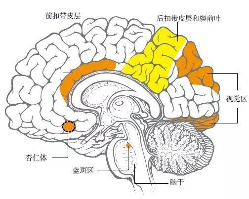 某些脑区域(黄色部分)在快速眼动睡眠期间活动较少,尤其是掌管批判性思维和理性思考的前额叶皮层区域,这也解释了为什么这一阶段的梦中有一系列不可思议的奇异事件。另一些区域(橘黄色)反而特别活跃,例如视觉区域和运动皮层,因此梦中会出现多种多样的动作和画面。掌管情绪的杏仁体在梦中也经常过于活跃,因此许多梦情绪色彩丰富。快速眼动睡眠期间,脑干中的蓝斑区还会抑制身体动作(患有某些病的人除外)。不过,在慢波睡眠期间,科学家还没能建立起脑活动和梦境的相关联系。