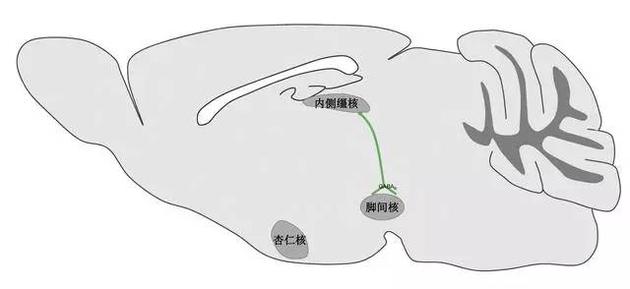 鼠脑矢状切面图,研究人员发现内侧缰核到脚间核投射的轴突上的GABAB受体活性起到促进恐惧记忆消退的作用