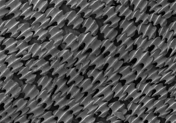 显微镜下的鲨鱼皮