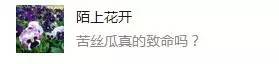 苦丝瓜有毒吗:流言揭秘:丝瓜太苦别吃有毒?