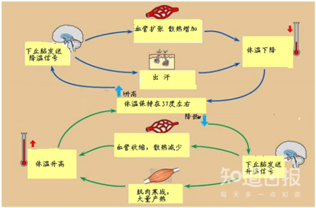 身体发热和发烧的区别