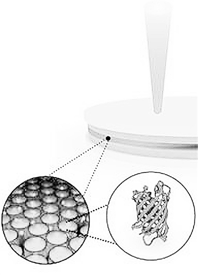 荧光水母:水母荧光蛋白发出新激光:为量子物理和光学计算开辟新途径 绿色荧光蛋白极化激元激光原理示意图:将活细胞产生的绿色荧光蛋白填充在微光腔中制成一层薄膜,光和电子能量混合产生准粒子。