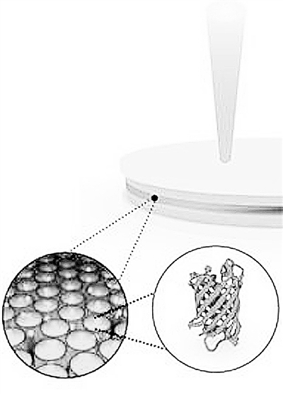 绿色荧光蛋白极化激元激光原理示意图：将活细胞产生的绿色荧光蛋白填充在微光腔中制成一层薄膜，光和电子能量混合产生准粒子。