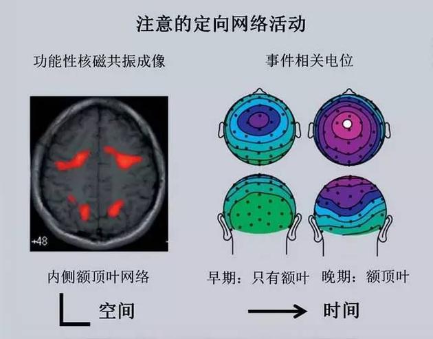 集中注意时活动的脑区和随时间变化情况